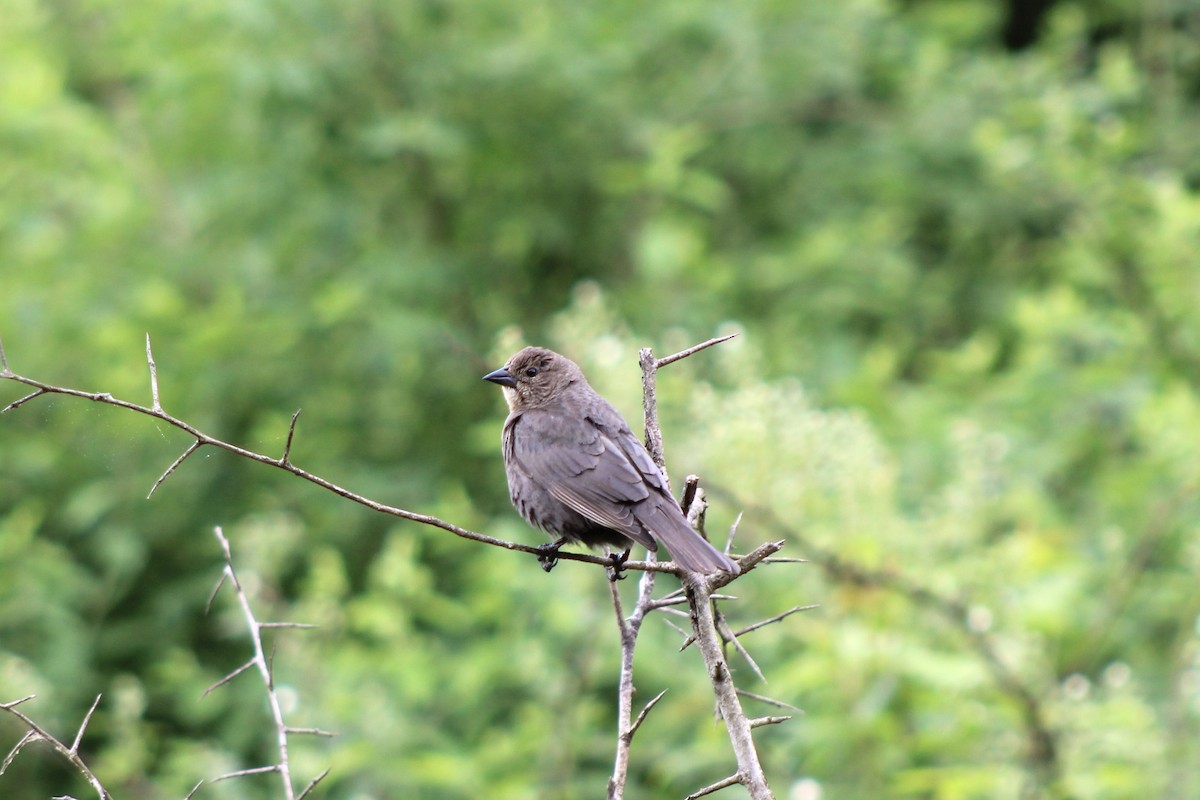 Brown-headed Cowbird - Jen Grovatt