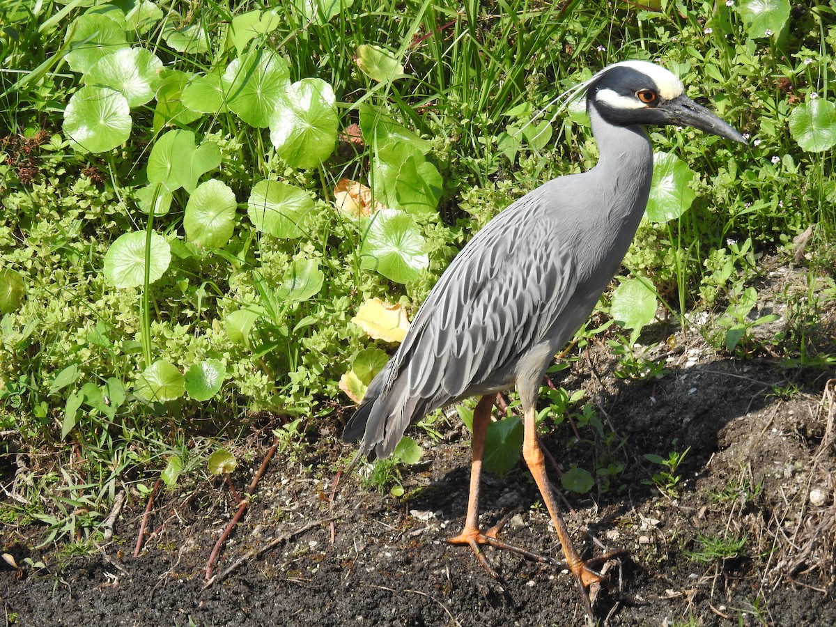 Yellow-crowned Night Heron - ML618913584