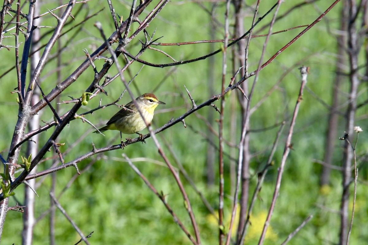 Palm Warbler - Brady Wilson