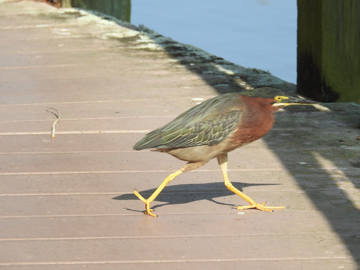 Green Heron - ML618913592