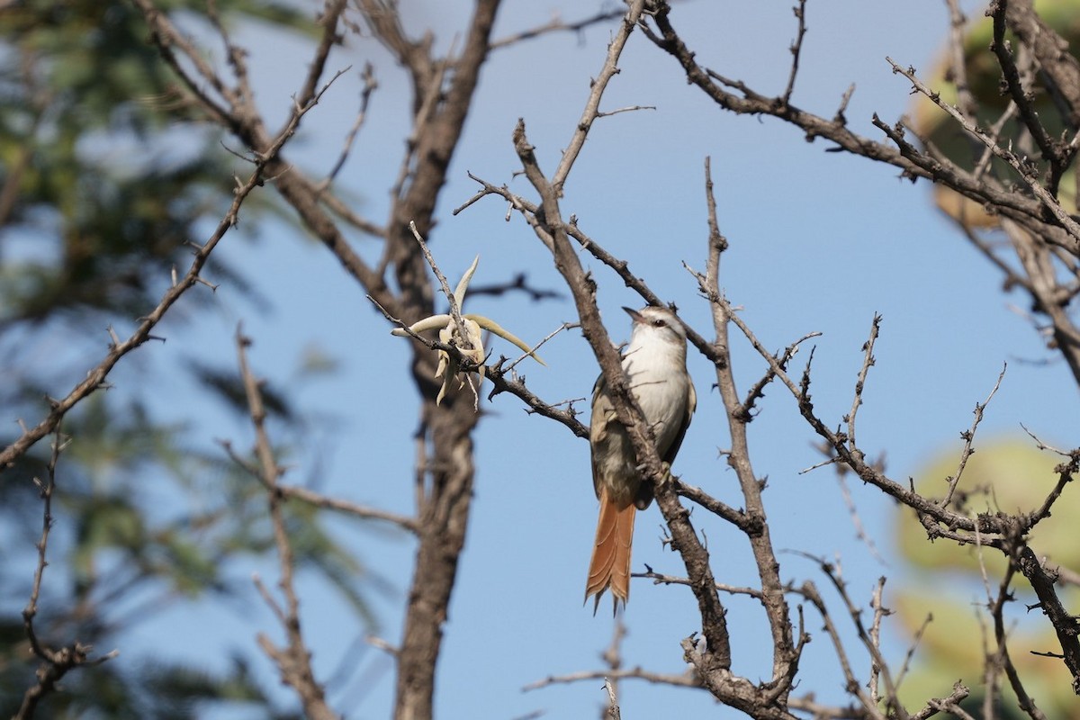 Stripe-crowned Spinetail - Jorge Claudio Schlemmer