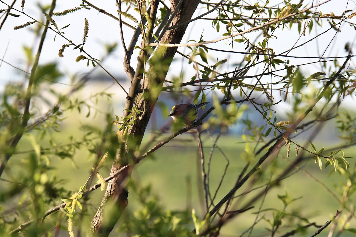 Yellow-rumped Warbler - Brady Wilson