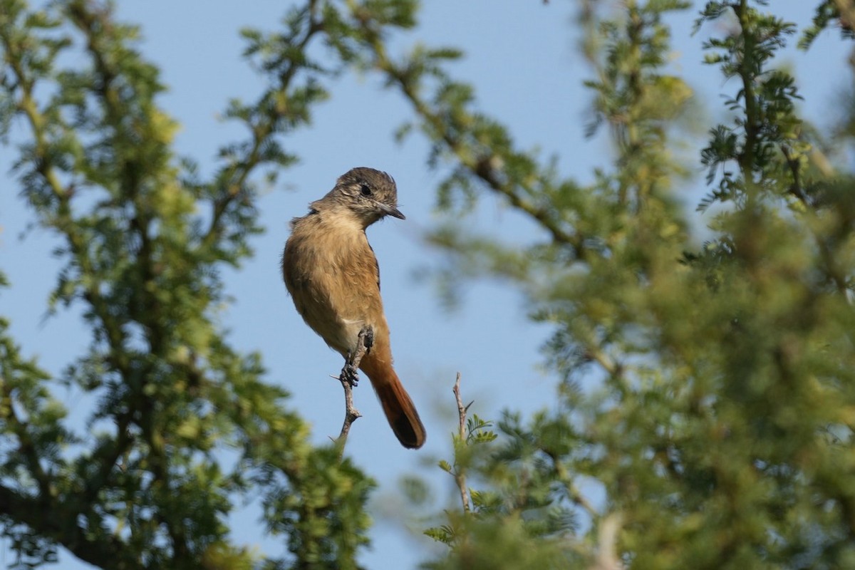 White-winged Black-Tyrant - ML618913630