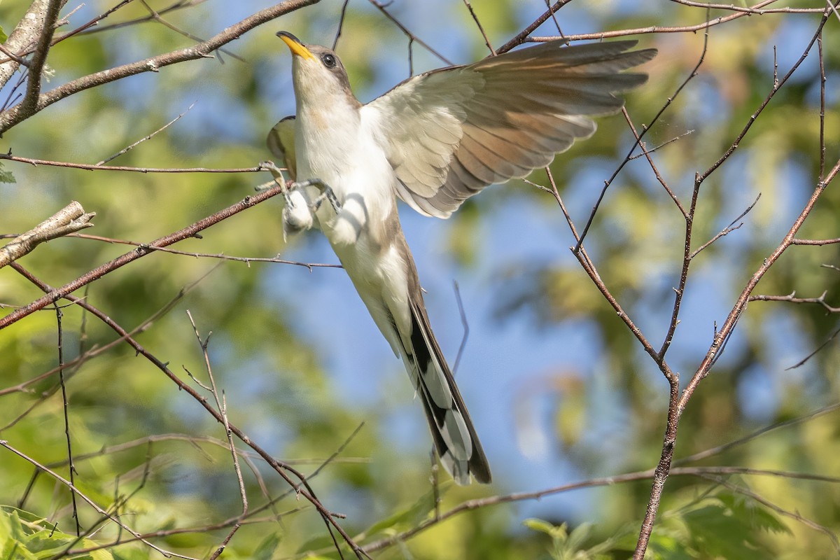 Yellow-billed Cuckoo - Doug Waters