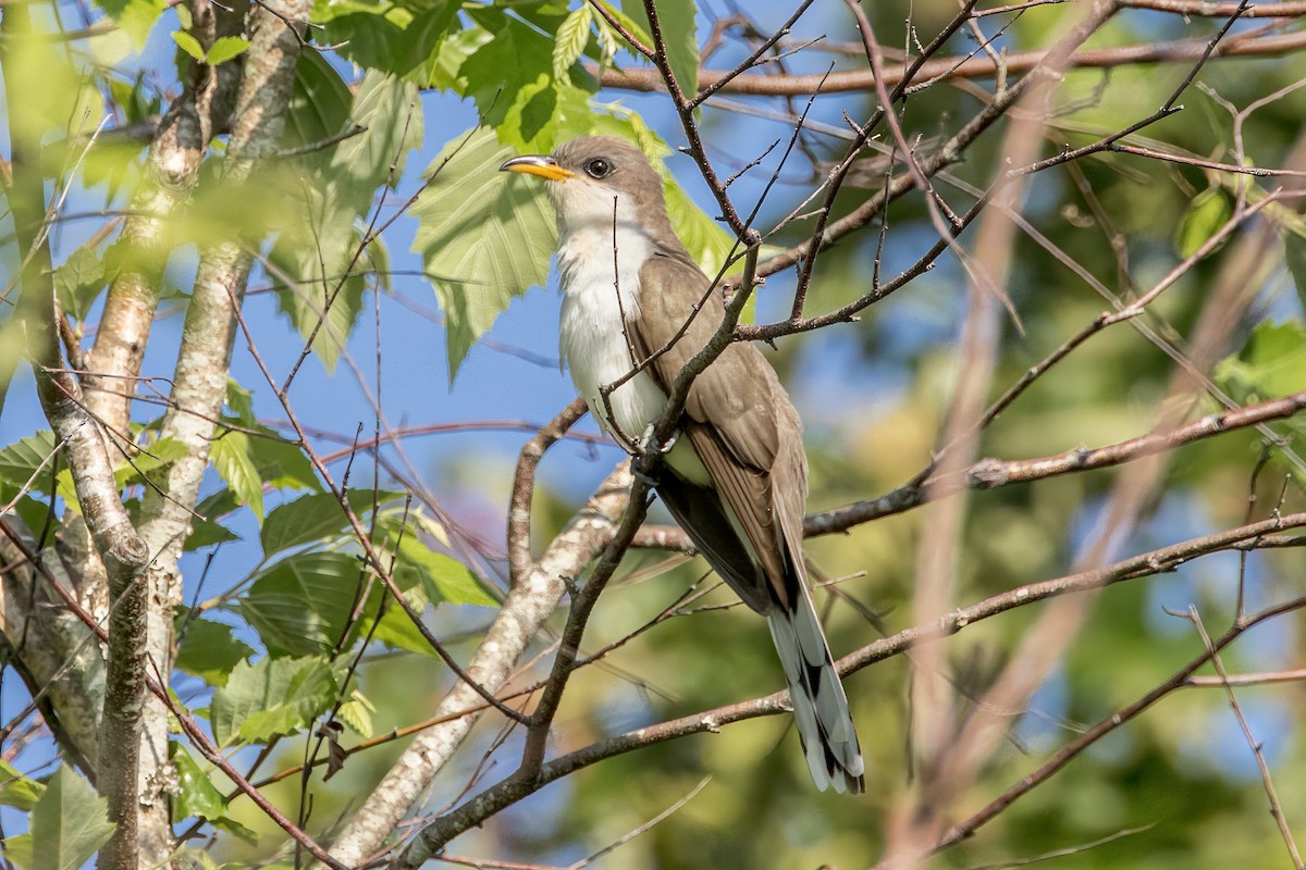 Yellow-billed Cuckoo - Doug Waters