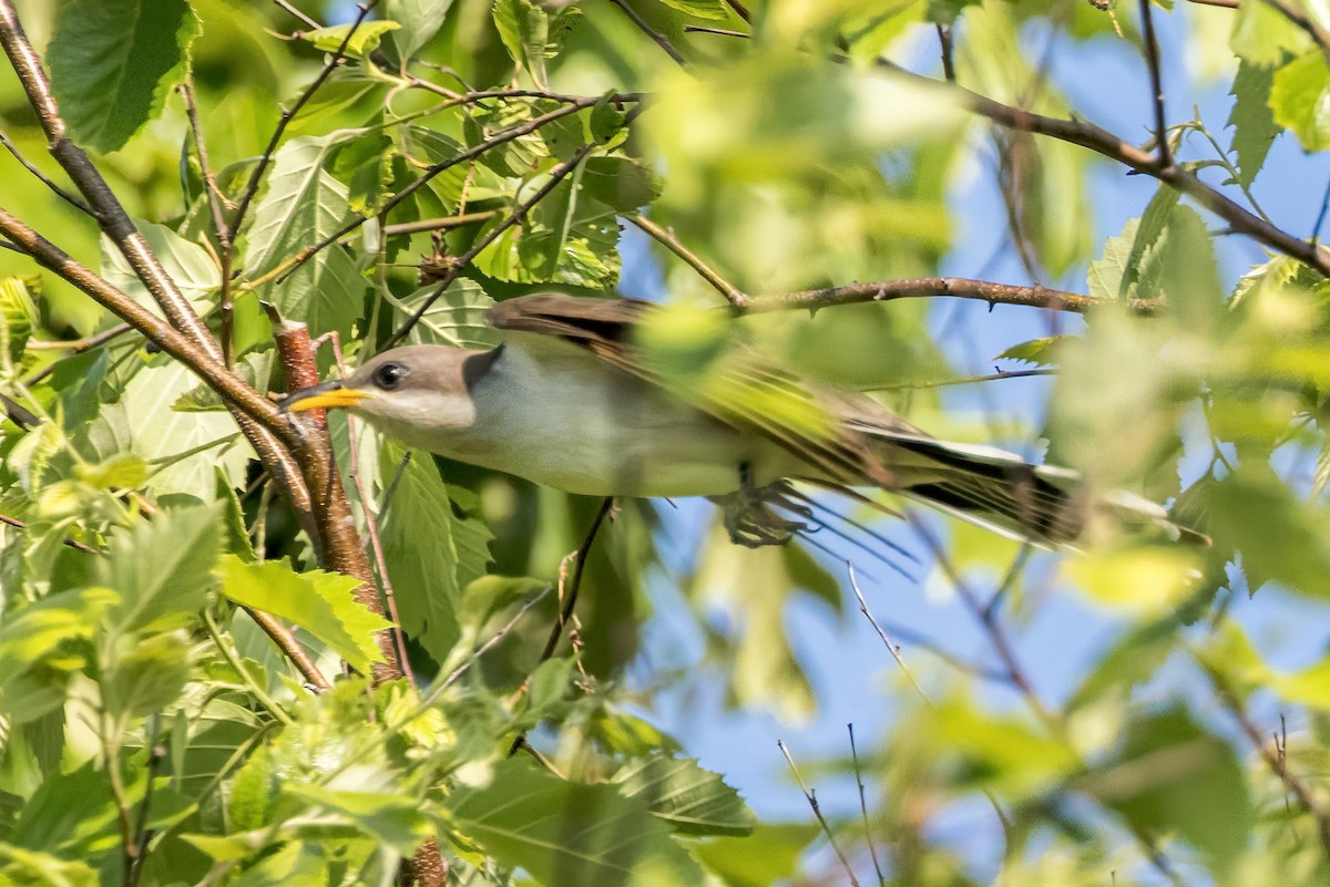 Yellow-billed Cuckoo - Doug Waters