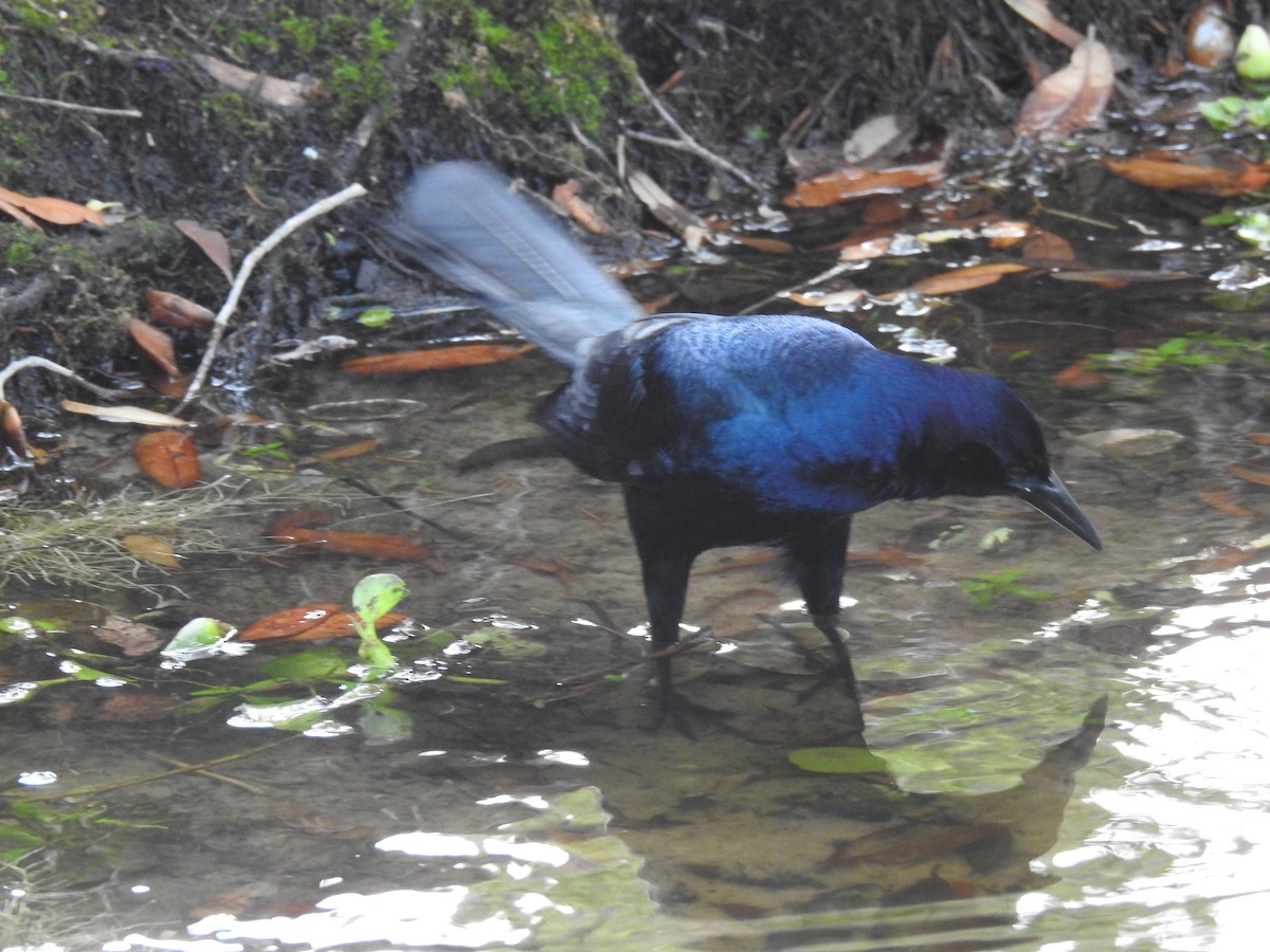 Boat-tailed Grackle - ML618913637