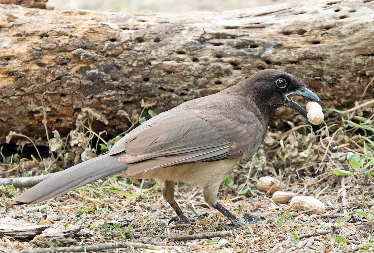 Brown Jay - Scott Berglund