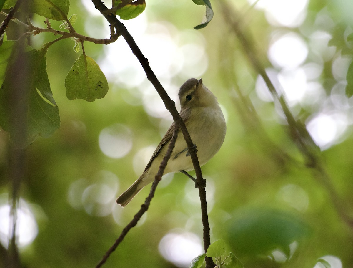 Warbling Vireo - ML618913683