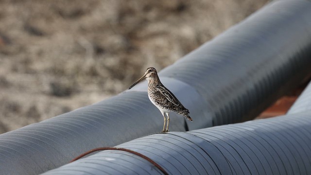 Wilson's Snipe - ML618913692