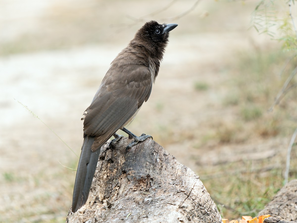 Brown Jay - ML618913695