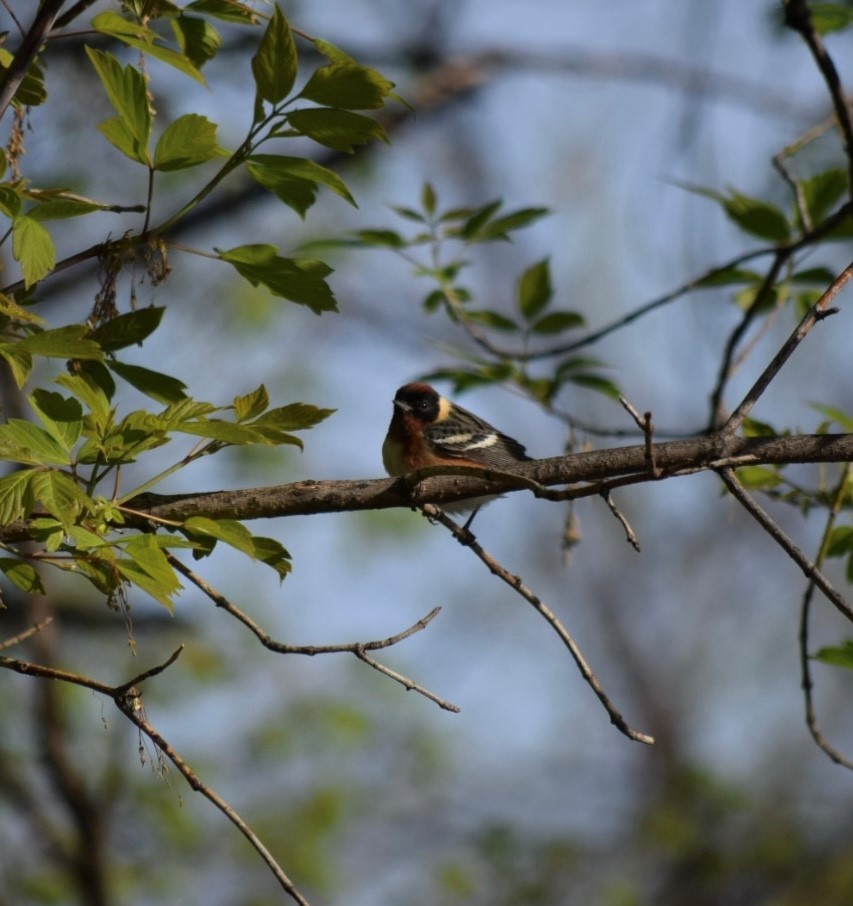 Bay-breasted Warbler - ML618913699