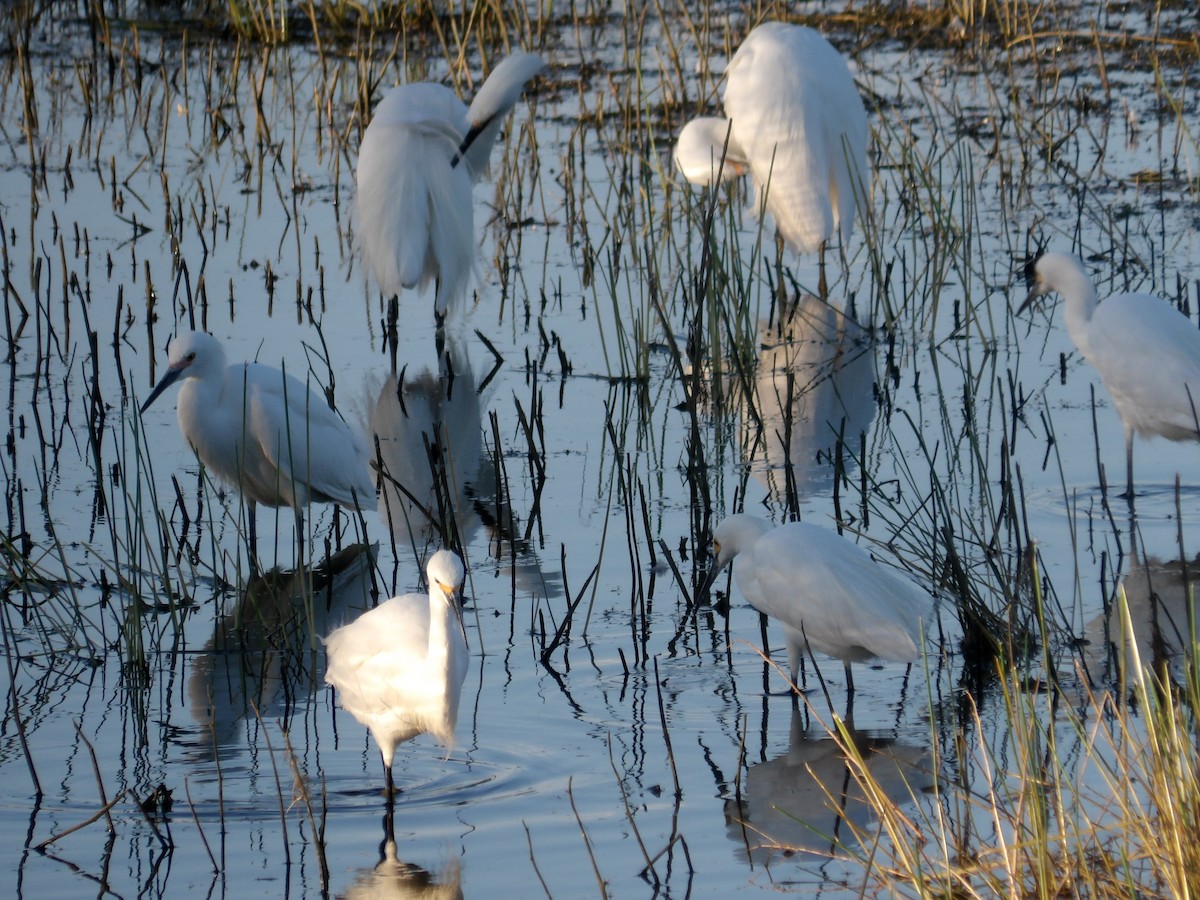 Snowy Egret - ML618913701