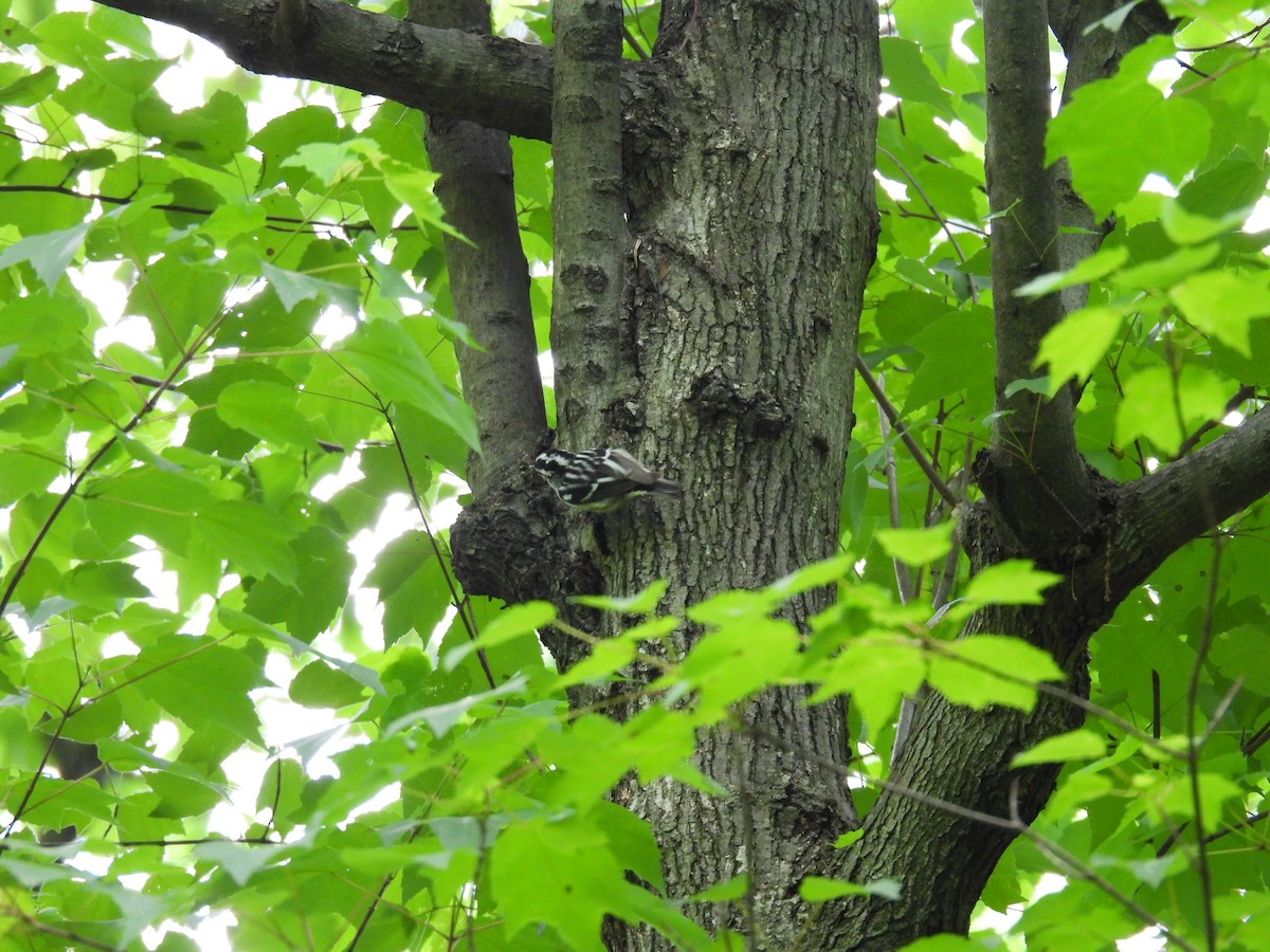 Black-and-white Warbler - ML618913703