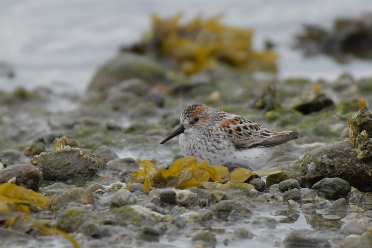 Western Sandpiper - Kelly Kirkpatrick