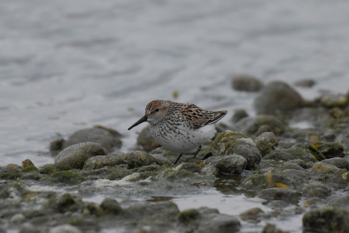 Western Sandpiper - Kelly Kirkpatrick