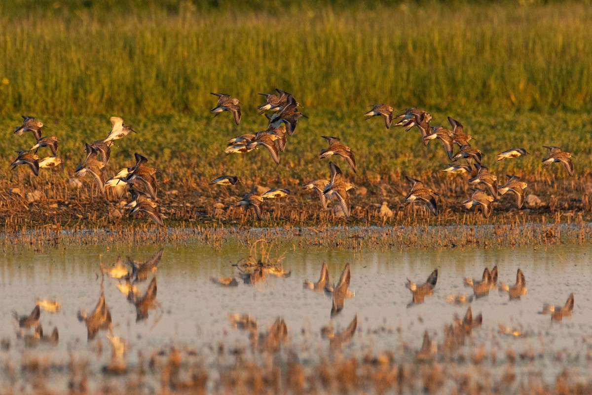 Dunlin - Alejandro Sanz