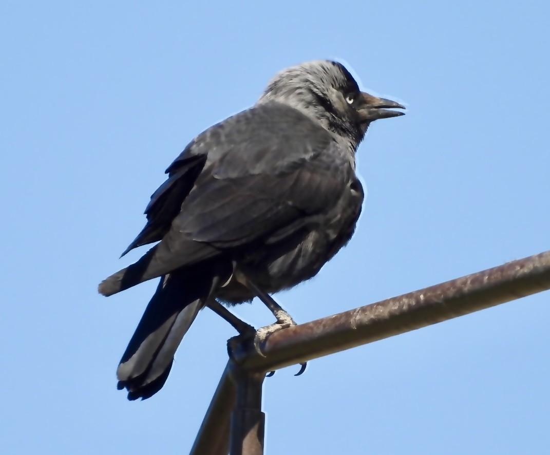 Eurasian Jackdaw - Carles Leon