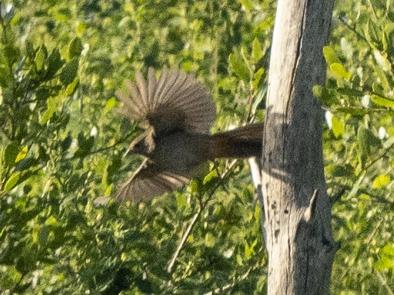 California Towhee - Carol Collins