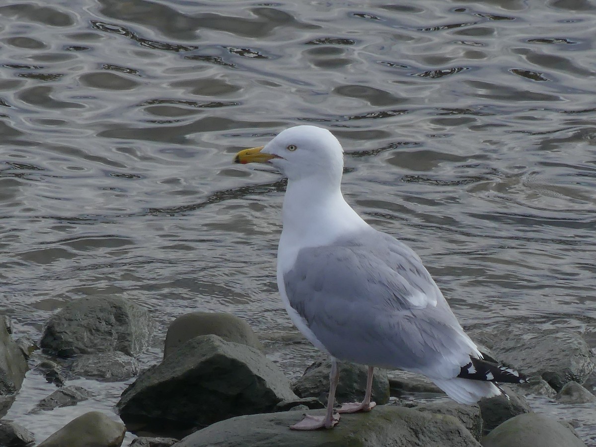 Herring Gull - Claude Simard