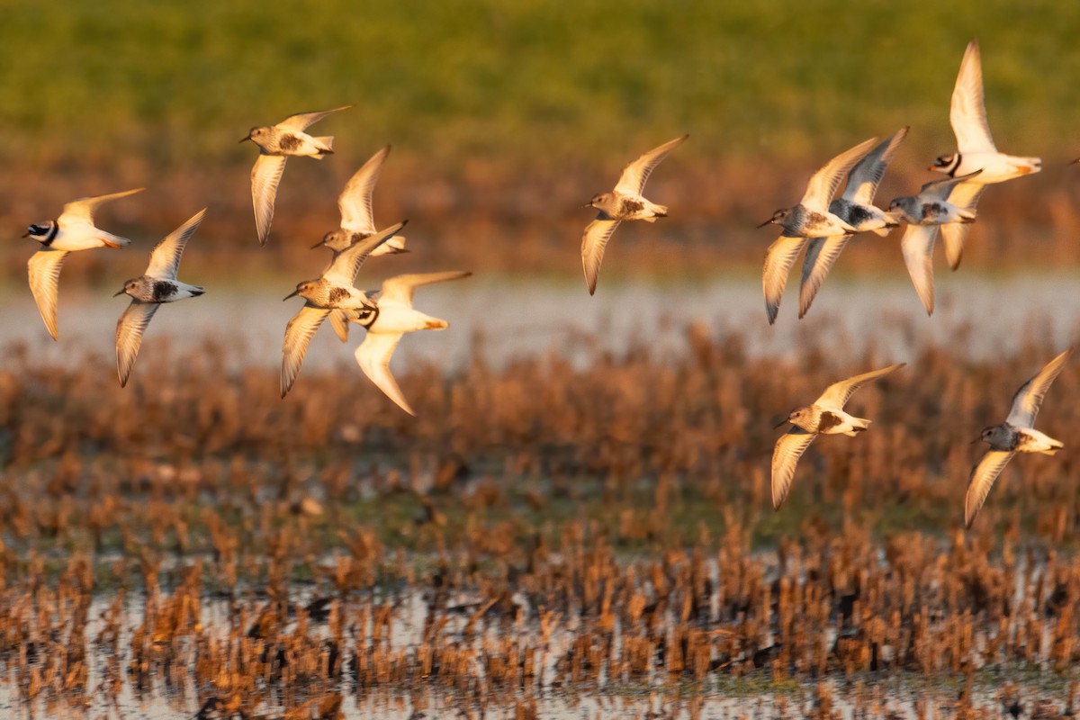 Dunlin - Alejandro Sanz