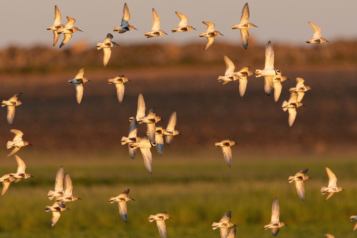 Dunlin - Alejandro Sanz