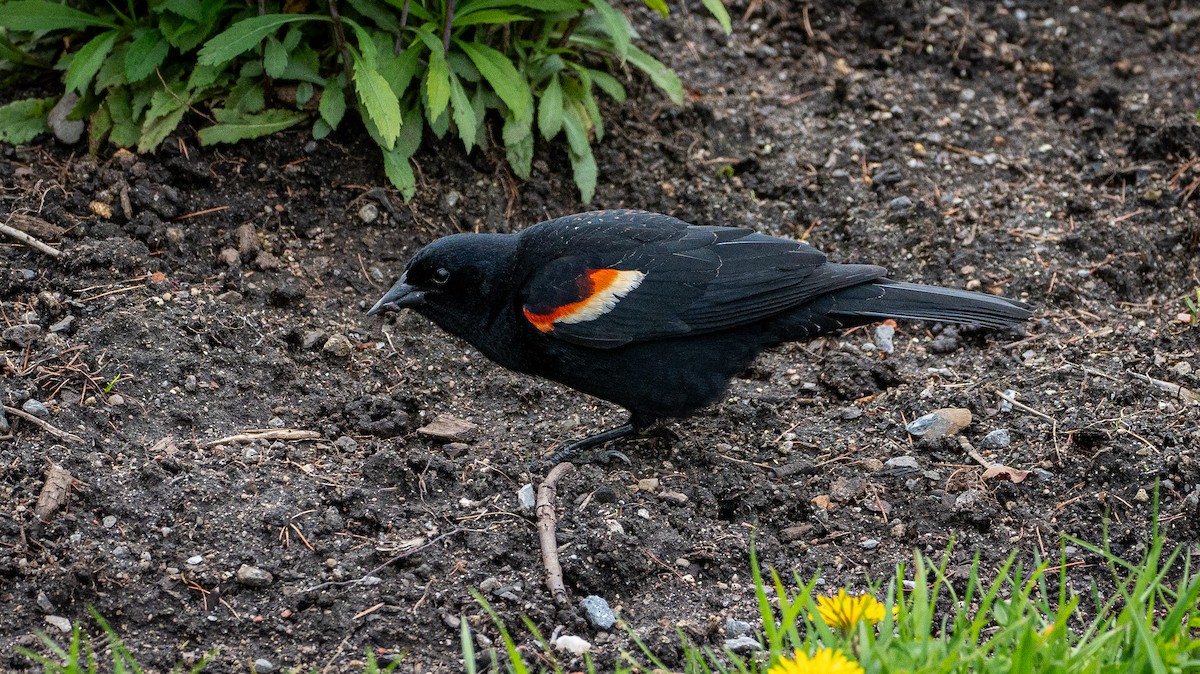 Red-winged Blackbird - ML618913742