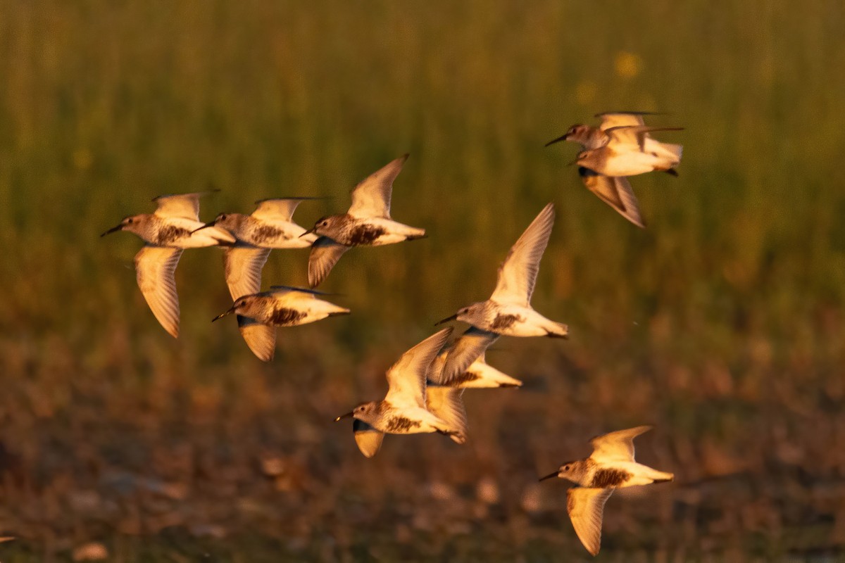 Temminck's Stint - Alejandro Sanz