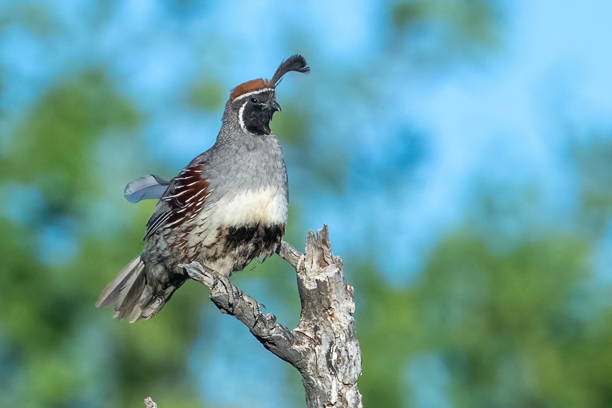 Gambel's Quail - James Hoagland