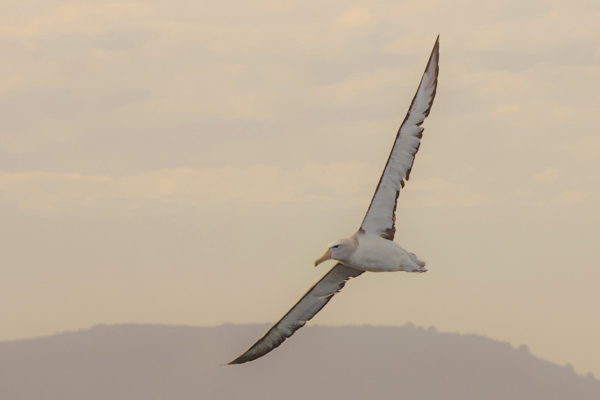 Salvin's Albatross - Valentina Espinoza