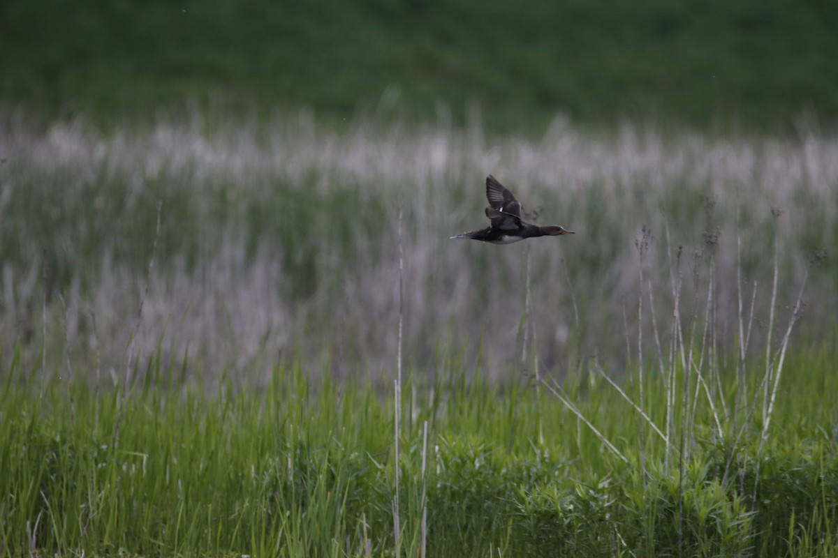 Hooded Merganser - ML618913777