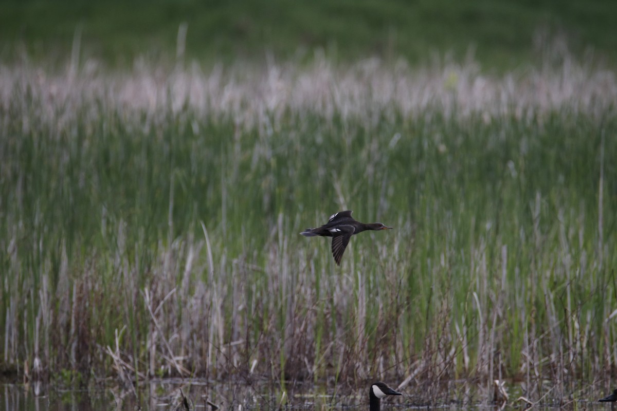 Hooded Merganser - ML618913779