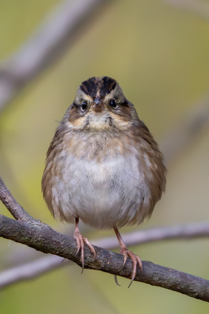 Swamp Sparrow - Nadine Bluemel