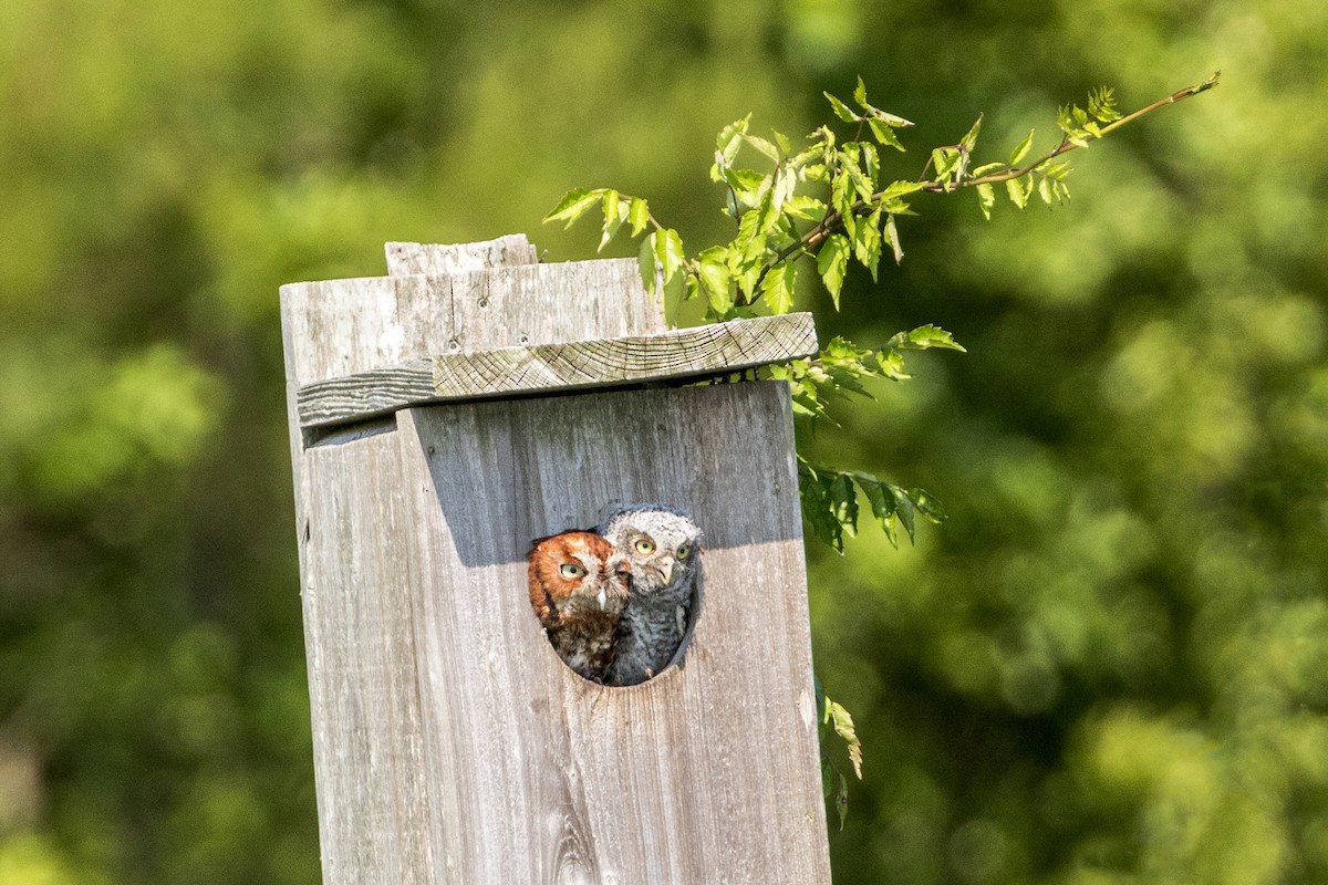 Eastern Screech-Owl - Doug Waters