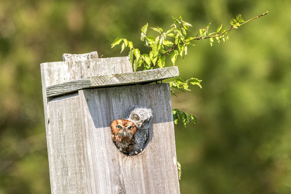 Eastern Screech-Owl - Doug Waters