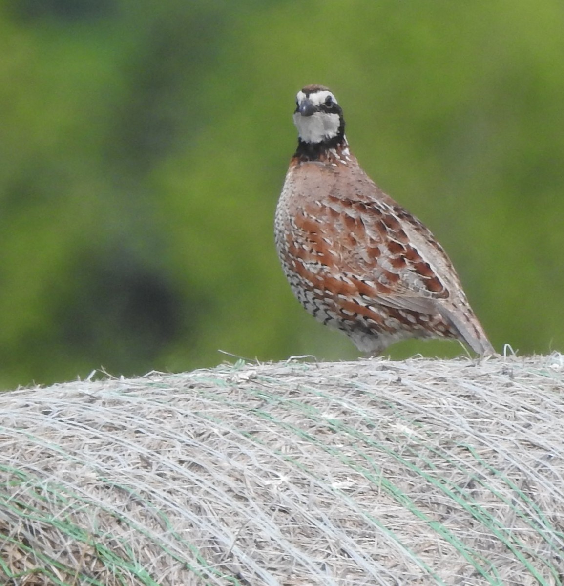 Northern Bobwhite - ML618913786