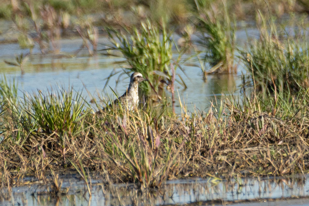 Black-bellied Plover - Alejandro Sanz