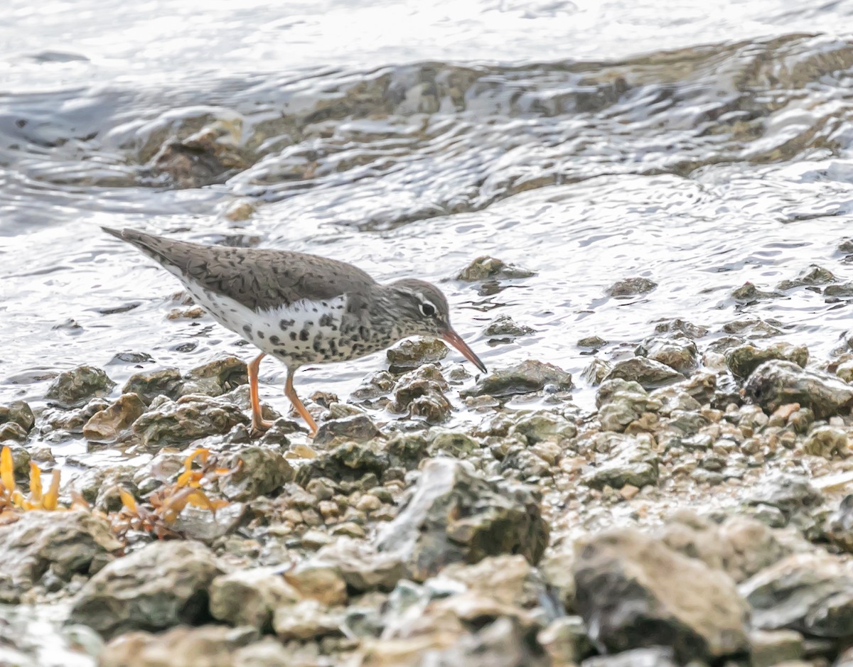 Spotted Sandpiper - Damon Haan