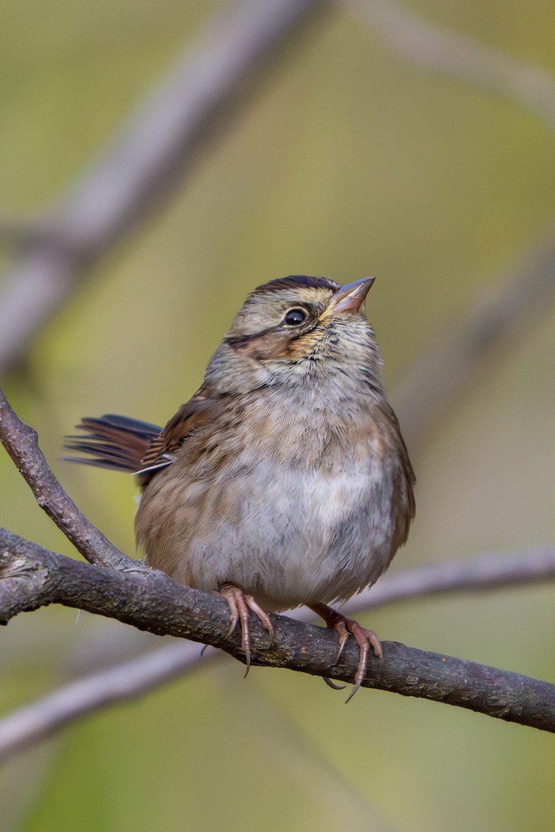 Swamp Sparrow - Nadine Bluemel