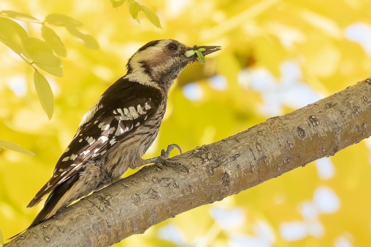 Gray-capped Pygmy Woodpecker - ML618913813