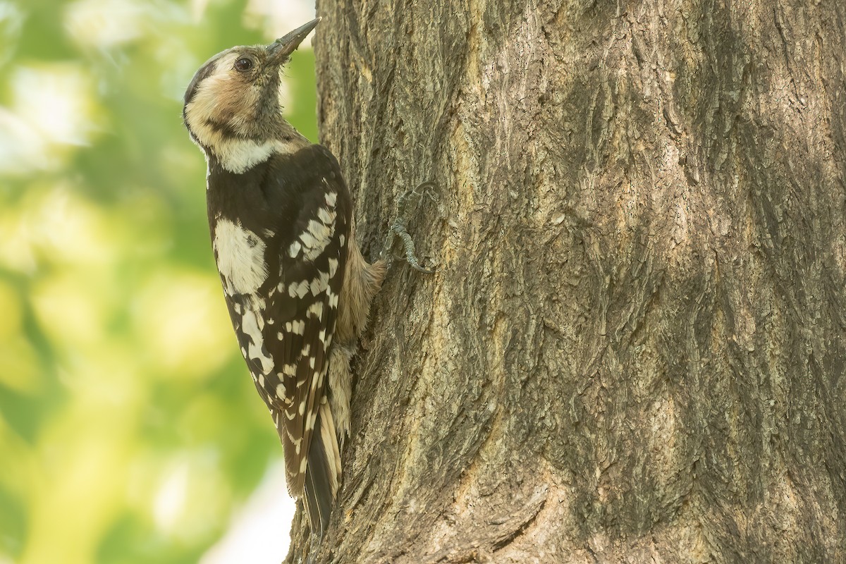 Gray-capped Pygmy Woodpecker - ML618913814