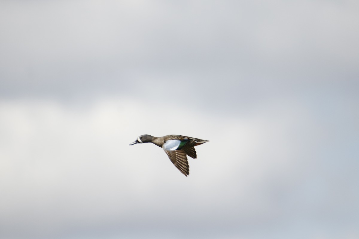 Blue-winged Teal - Silas Rassi