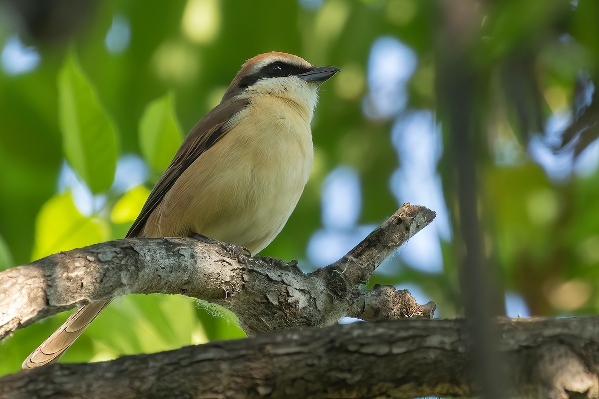 Brown Shrike - ML618913828