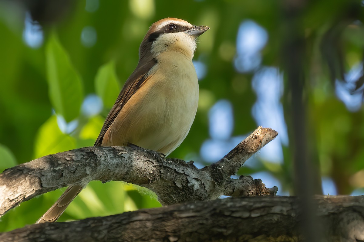 Brown Shrike - ML618913829