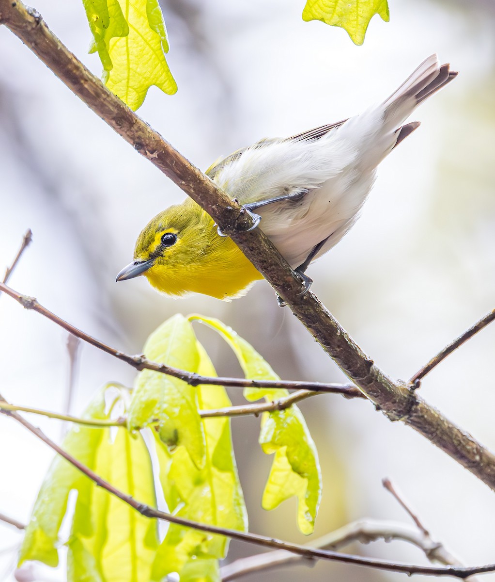 Yellow-throated Vireo - ML618913847