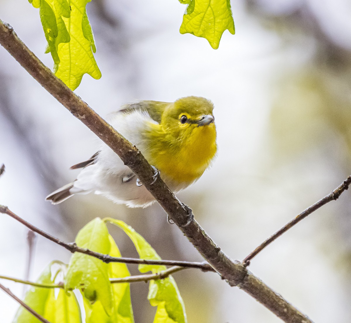 Viréo à gorge jaune - ML618913848