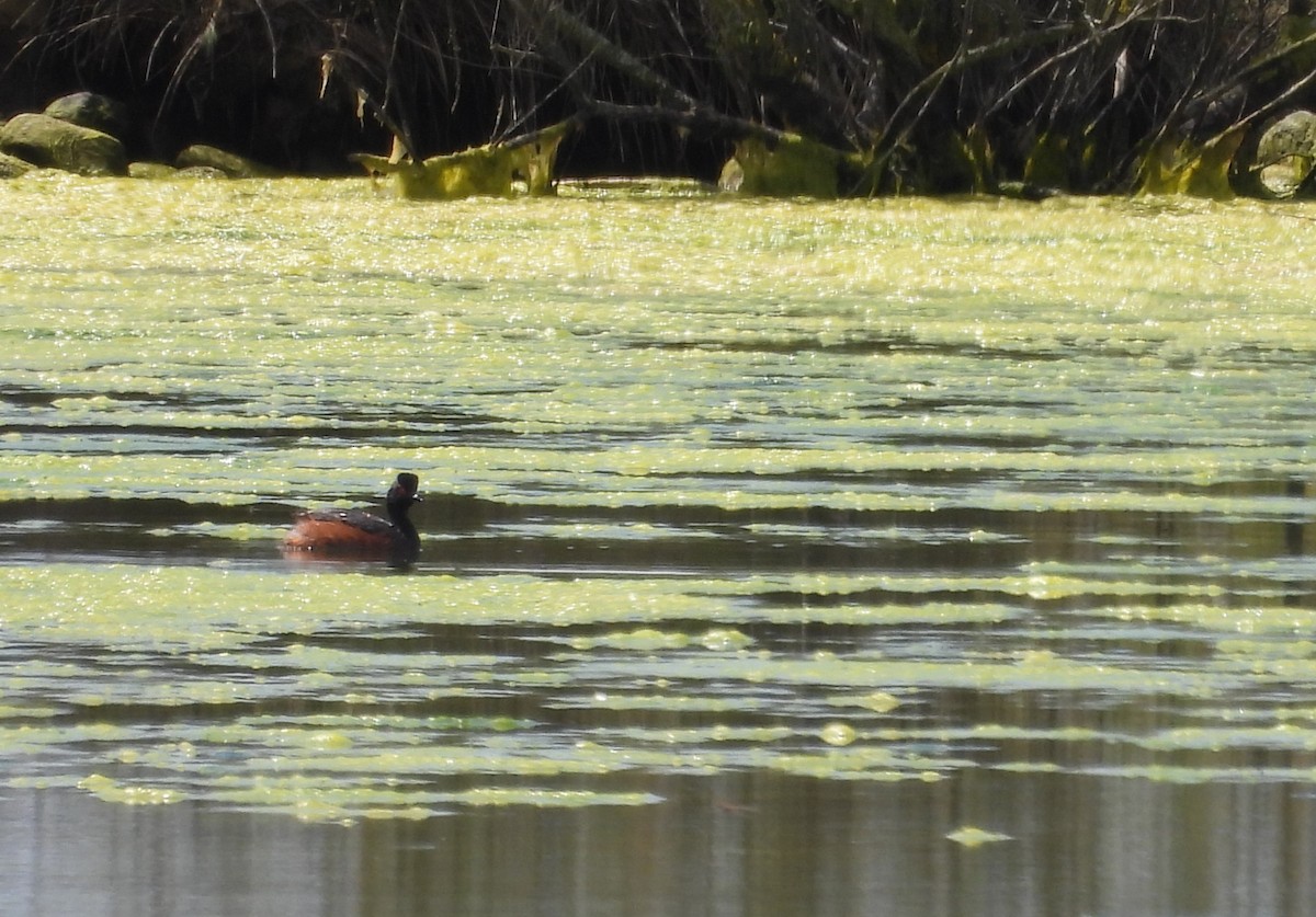 Eared Grebe - José Barrueso Franco