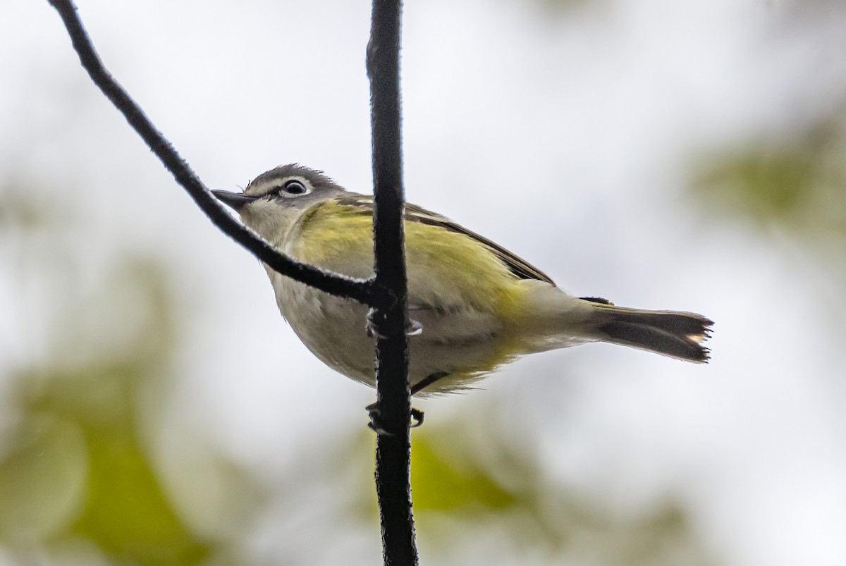 Blue-headed Vireo - ML618913862