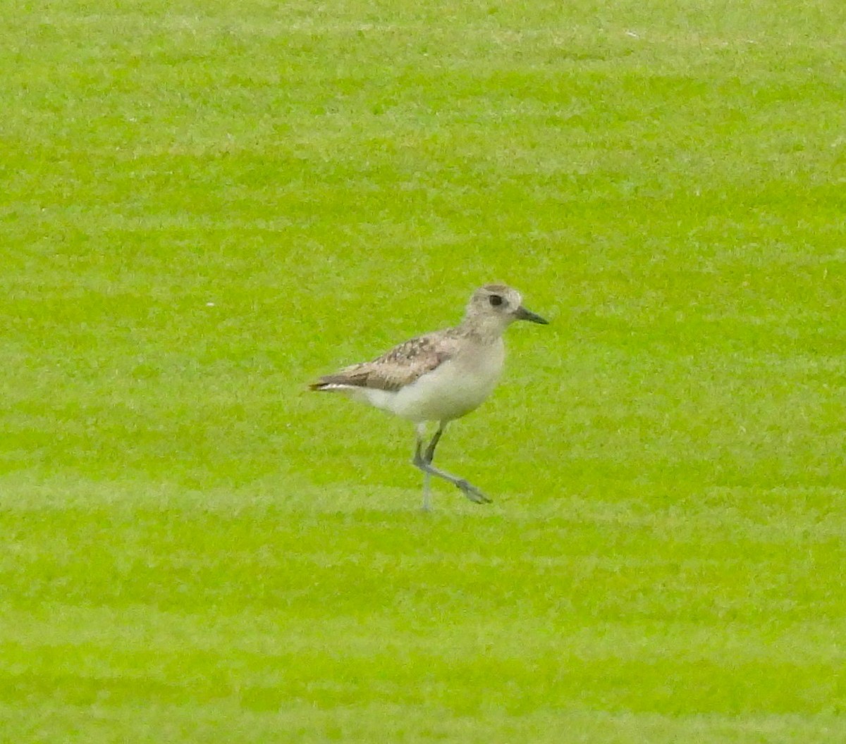 Black-bellied Plover/golden-plover sp. - ML618913870