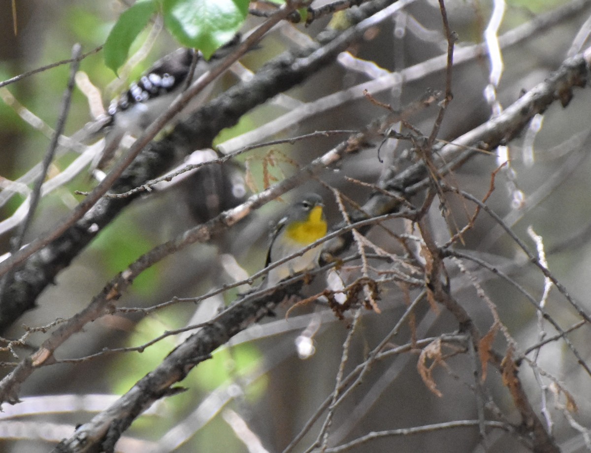 Northern Parula - ML618913880